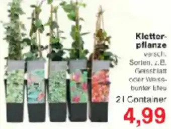 Jawoll Kletterpflanze Angebot