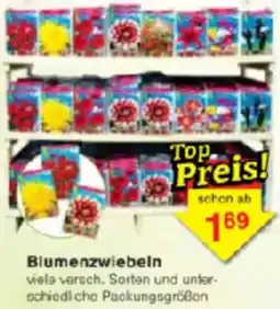 Jawoll Blumenzwiebeln Angebot