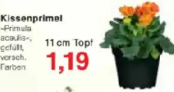 Jawoll Kissenprimel Angebot