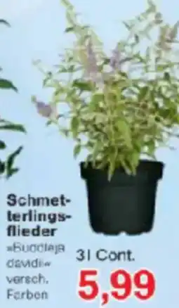 Jawoll Schmetterlingsflieder Angebot