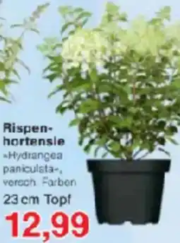 Jawoll Rispenhortensie Angebot