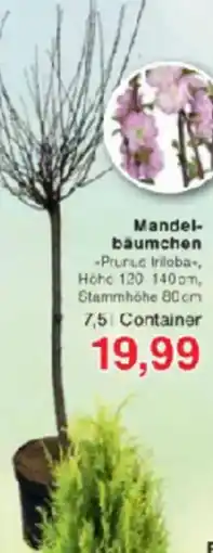 Jawoll Mandelbäumchen Angebot