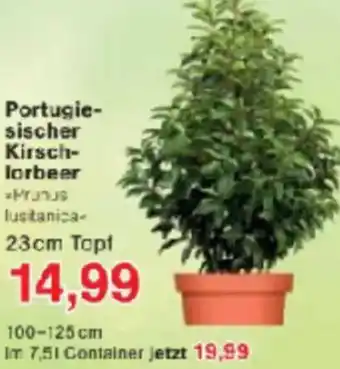 Jawoll Portugiesischer Kirschlorbeer Angebot