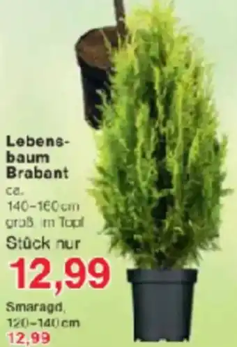 Jawoll Lebensbaum Brabant Angebot