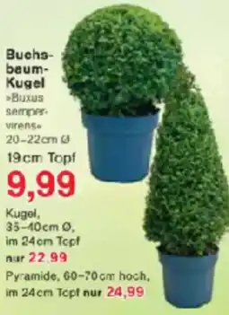 Jawoll Buchsbaum Kugel Angebot