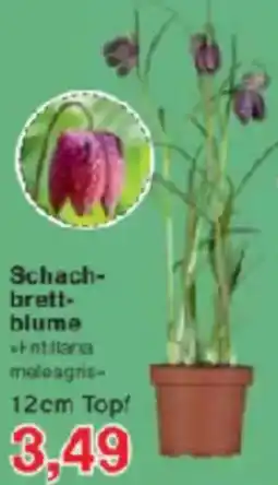 Jawoll Schachbrettblume Angebot