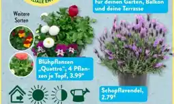 Aldi Süd Gardenline Blühpflanze Angebot