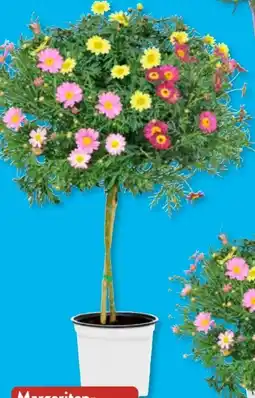 Aldi Süd Gardenline Margeriten-Stämmchen Angebot