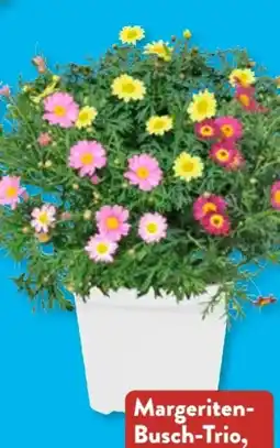 Aldi Süd Gardenline Margeriten-Busch Angebot