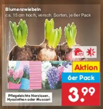 Netto Marken-Discount Blumenzwiebeln Angebot