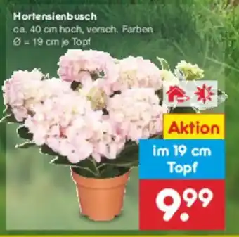 Netto Marken-Discount Hortensienbusch Angebot