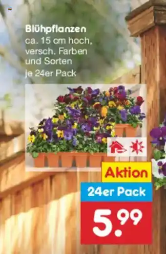 Netto Marken-Discount Blühpflanzen Angebot