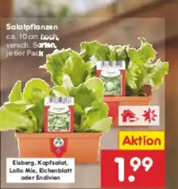 Netto Marken-Discount Salatpflanzen Angebot