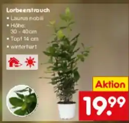 Netto Marken-Discount Lorbeerstrauch Angebot