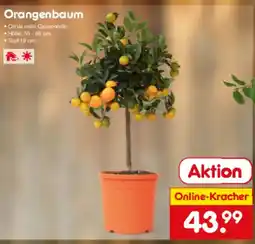 Netto Marken-Discount Orangenbaum Angebot