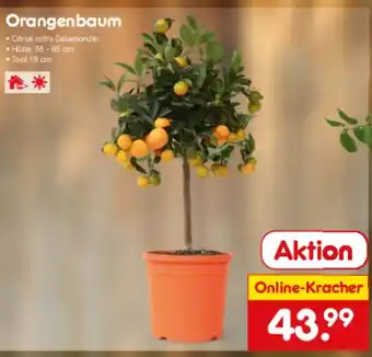 Netto Marken-Discount Orangenbaum Angebot