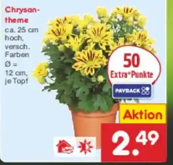 Netto Marken-Discount Chrysan- theme Angebot