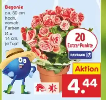 Netto Marken-Discount Begonie Angebot