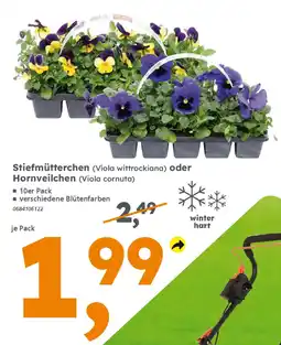 Globus Baumarkt Stiefmütterchen (Viola wittrockiana) oder Hornveilchen (Viola cornuta) Angebot