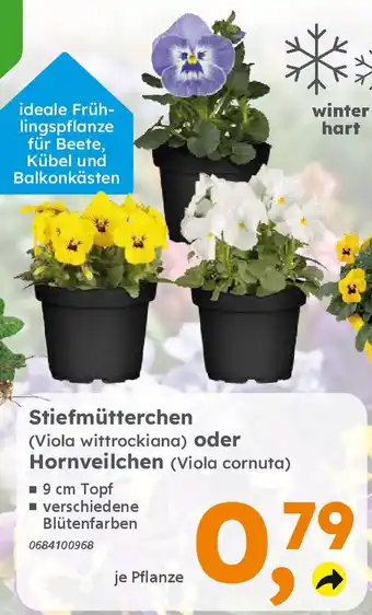 Globus Baumarkt Stiefmütterchen (Viola wittrockiana) oder Hornveilchen (Viola cornuta) Angebot