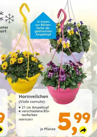 Globus Baumarkt Hornveilchen (Viola cornuta) Angebot