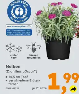 Globus Baumarkt Nelken (Dianthus,,Oscar") Angebot