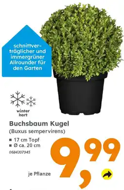 Globus Baumarkt Buchsbaum Kugel (Buxus sempervirens) Angebot