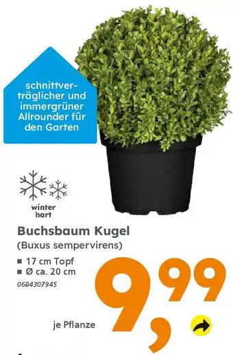 Globus Baumarkt Buchsbaum Kugel (Buxus sempervirens) Angebot