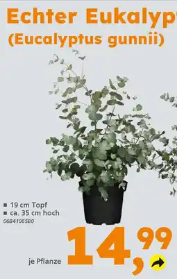 Globus Baumarkt Echter Eukalyptus (Eucalyptus gunnii) Angebot