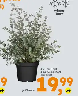 Globus Baumarkt Echter Eukalyptus (Eucalyptus gunnii) Angebot