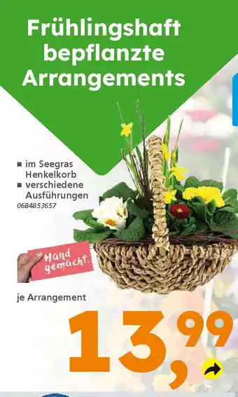 Globus Baumarkt Frühlingshaft bepflanzte Arrangements Angebot