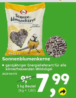 Globus Baumarkt Sonnenblumenkerne Angebot