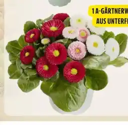 Edeka Bellis-Gänseblümchen Angebot