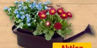 REWE Center Frühlingsarrangements Angebot