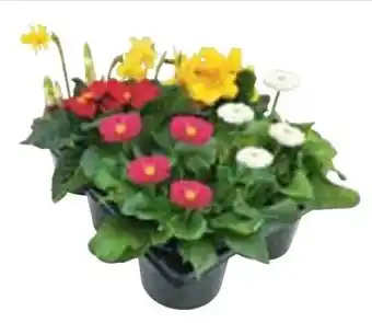 Hellweg Plantiflor Natur Frühlingsboten Angebot