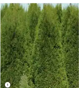 Hellweg Plantiflor Lebensbaum Thuja Angebot