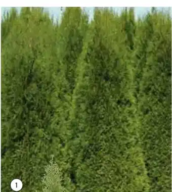 Hellweg Plantiflor Lebensbaum Thuja Angebot