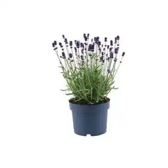 Hellweg Plantiflor Lavendel Munstead Angebot