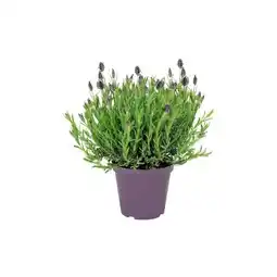 Hellweg Plantiflor Schopf-Lavendel Angebot