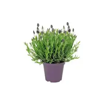 Hellweg Plantiflor Schopf-Lavendel Angebot