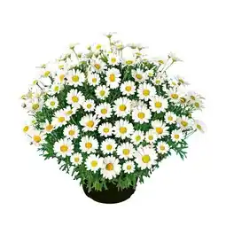 Hellweg Plantiflor Margeriten-Busch Angebot