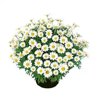 Hellweg Plantiflor Margeriten-Busch Angebot