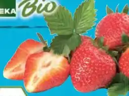 E-Center Edeka Bio Erdbeeren Angebot