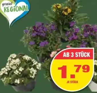 E-Center Frühjahrsstauden-Mix Angebot