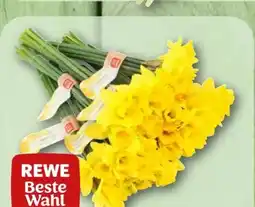 nahkauf Rewe Beste Wahl Feldnarzissen Angebot