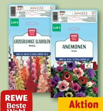 REWE Rewe Beste Wahl Blumenzwiebeln Angebot