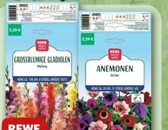 nahkauf Rewe Beste Wahl Blumenzwiebeln Angebot