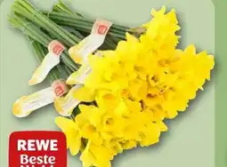 REWE Rewe Beste Wahl Feld-Narzissen Angebot