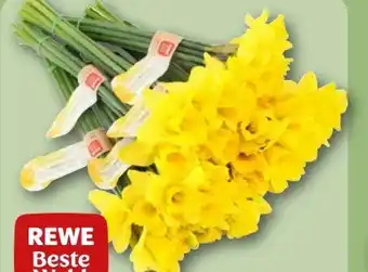 REWE Rewe Beste Wahl Feld-Narzissen Angebot