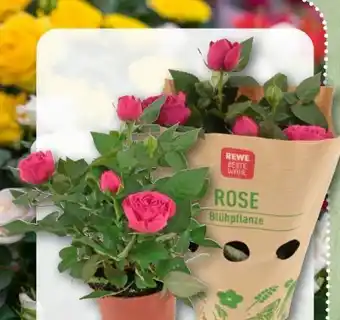 REWE Rewe Beste Wahl Topfrose Angebot